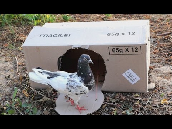 Creative Bird Trap || How to Catch a Bird using Carton