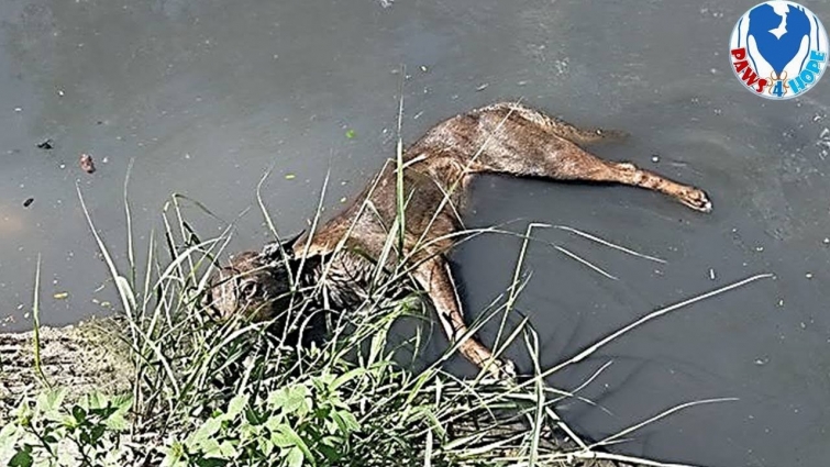 Rescue Poor Dog Found in River Trying To Live By Raising His Head To Breath.