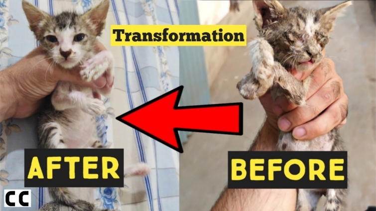 Rescue Poor Kitten transformation | Street Cat rescue |  Kitten was paralysed and not moving