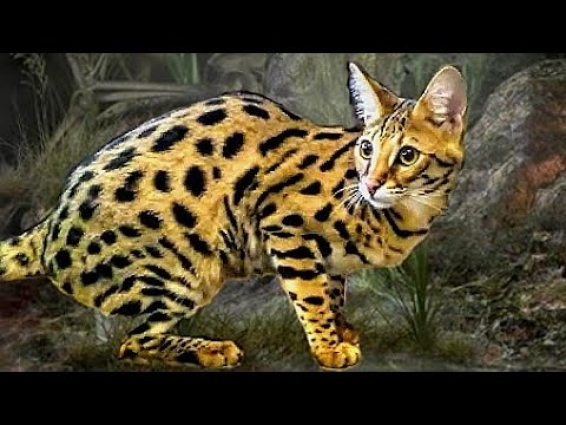 ☣️ WARNING !! Savannah Cats – "Vital Information !"