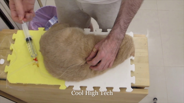 How to give a chronic kidney failure cat a subcutaneous (IV) injection, Demo video. Consult your vet