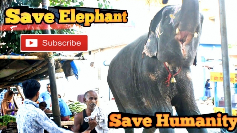 Story of pet Elephant & mahout | life of elephant | save elephant save humanity | elephant in city
