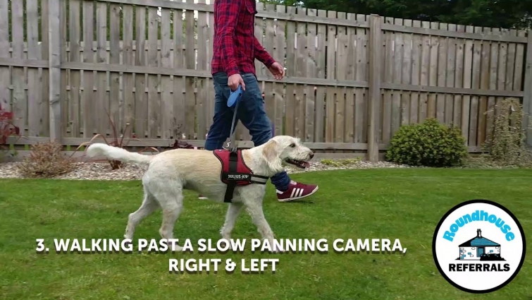 Lameness Video Consults – what videos and pictures help your vet?