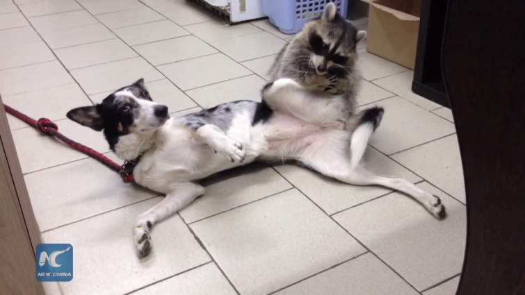 Raccoon helps to cheer up depressed pets at Russian veterinary clinic