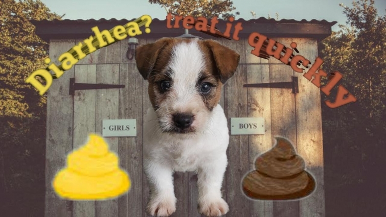 Diarrhea in dogs / puppies (Treated quickly in just 5 days)