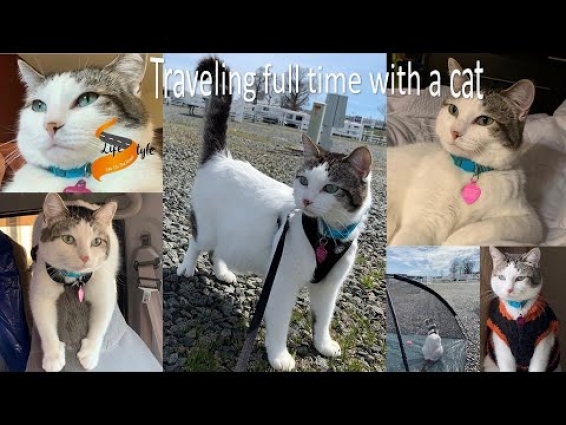 Cat traveling with family full time on the road (Rio the traveler cat)