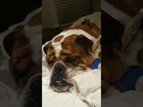 A video I took straight after emailing the vet last night – WhatsApp Video 2020 06 13 at 10 52 02