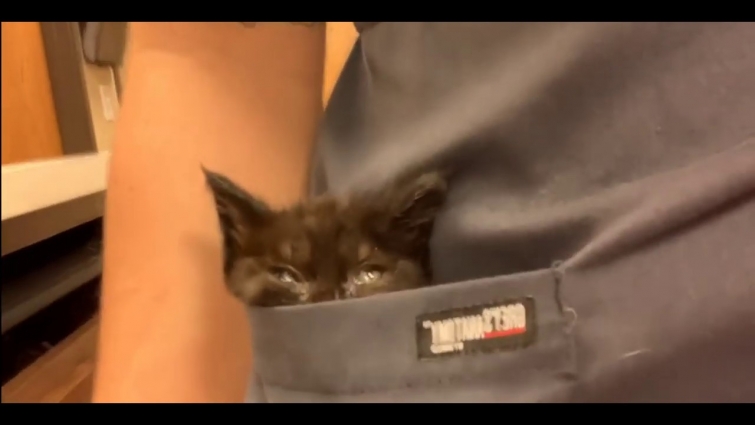 Vet Had A Cute Kitten Popping From Her Scrubs Pocket