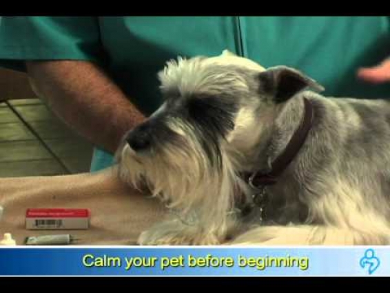Willard Vet Tutorial: How to administer eye drops to your dog