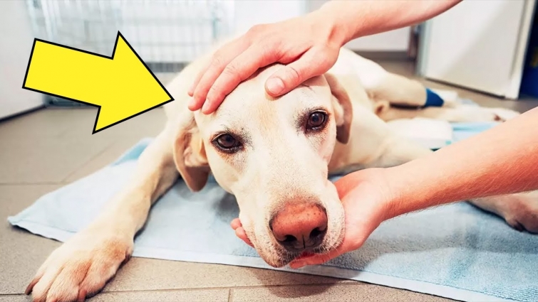 This Sad Dog Did Something Made His Owner Rushes Him To The Vet