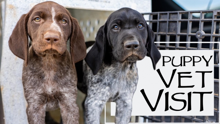 Pupdate – Puppies First Car Ride & Vet Check