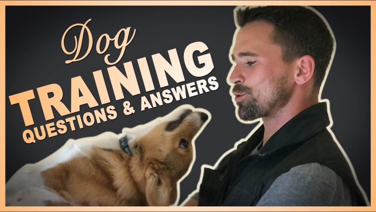 Dog Training Questions and Answers with Nate Schoemer