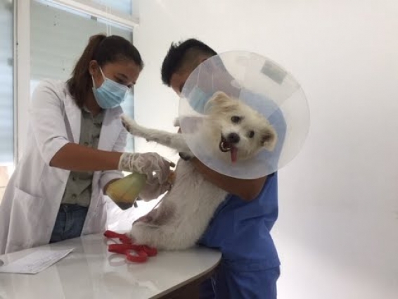 Molly's stitches come out!