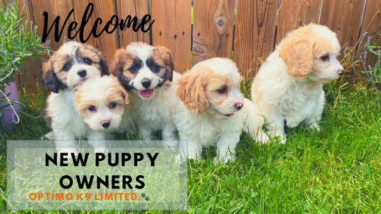 Optimo K9 : Welcome New Puppy Owners – Tips when a puppy arrives
