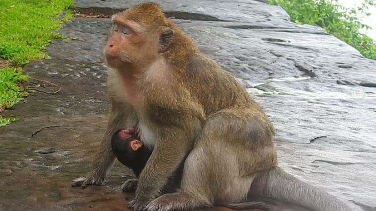 Poor Mom Brinn Hug Baby Brittany Look So Very Cool, Cute Baby Brittany Vet Body And Very Cool