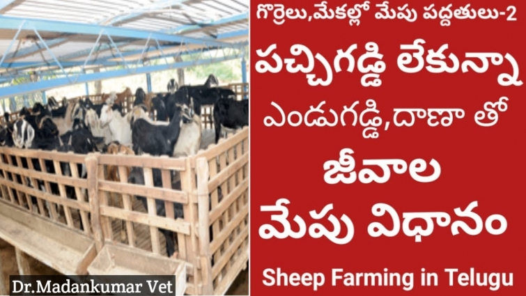 Feeding Sheep and Goat on Concentrate Feed and Dry Fodder without Green Grass | Dr. Madankumar Vet