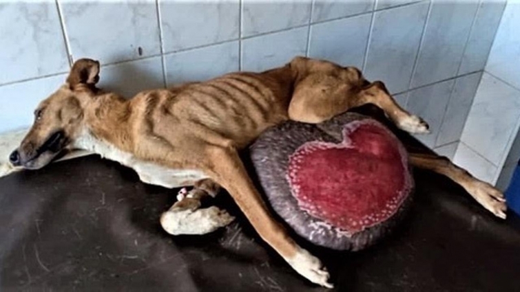 Rescue poor Dog has a shocking tumor dangling from her belly