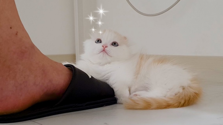 Baby Cat asking for Play by Staring with Sad eyes