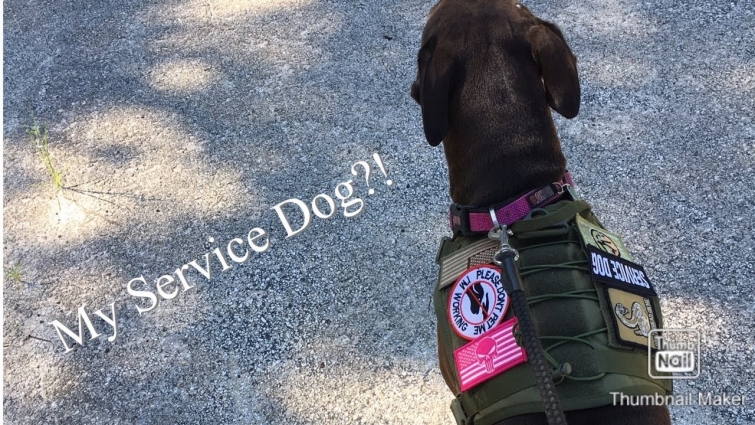 Do I have a service dog?