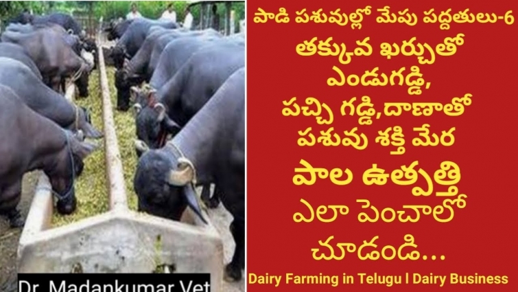 Green Fodder Grass, Dry Fodder and Concentrate Feed Feeding for Profit Dairy  | Dr. Madankumar Vet