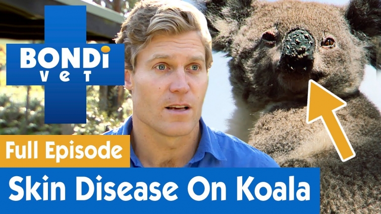 🐨 Koala's Lumps Need Medical Attention | FULL EPISODE | S07E13 | Bondi Vet