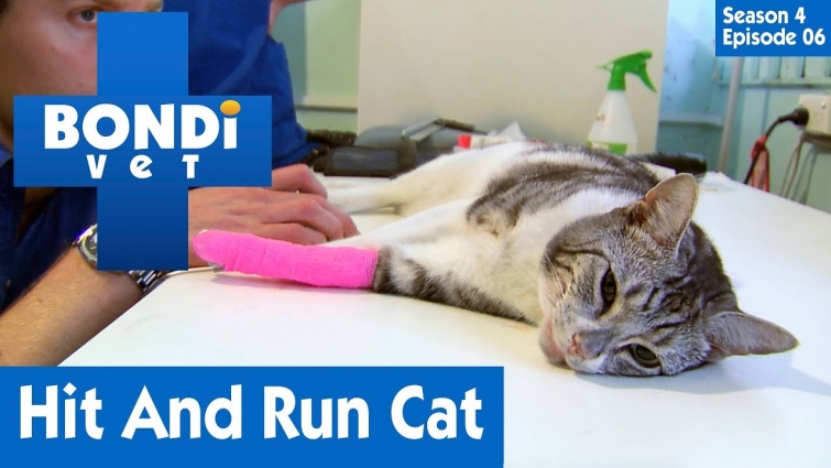 🐱 Hit And Run Cat | FULL EPISODE | S04E06 | Bondi Vet