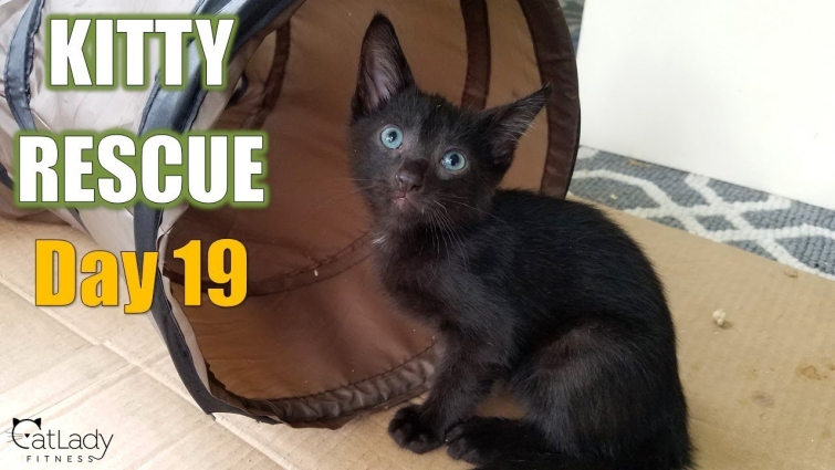 Kitty Rescue: DAY 19 (tunnel playtime) 😻