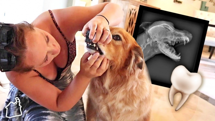 THE DOGGY DENTIST! 🦷