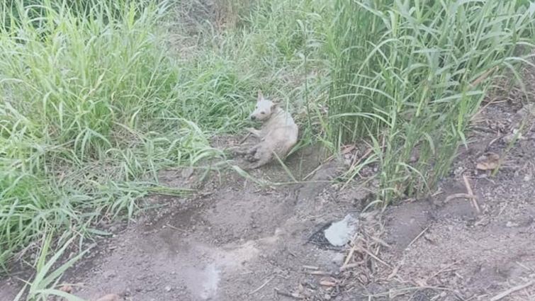 Rescue Poor Dog was Ran Over Both Legs Dragging Body on the Road in Seveve Pains | Heartbreaking