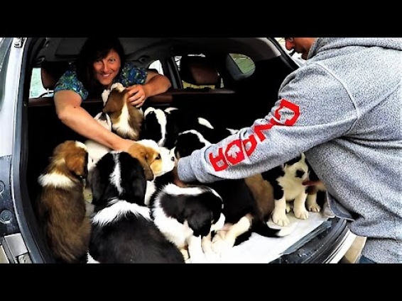 Puppies entirely fill the back of a car after their first veterinary checkup
