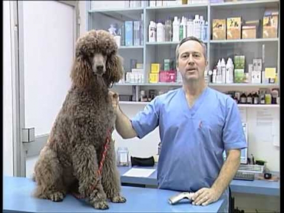 B-cure Laser – Veterinary medicine