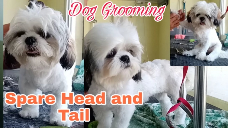 Spare Head And Tail Dog Grooming | FiFi The Shih Tzu || Groomer Style
