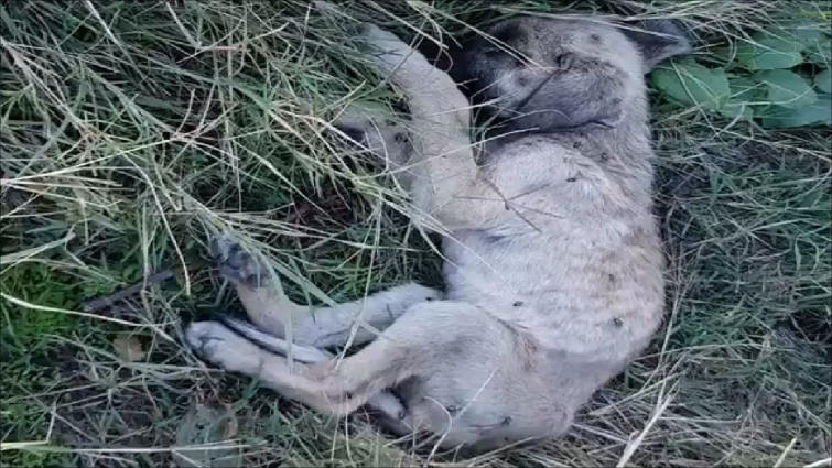 Rescue Puppy Infected With PARASITES & Boring, Lonely, Exhausted Lying At The Field