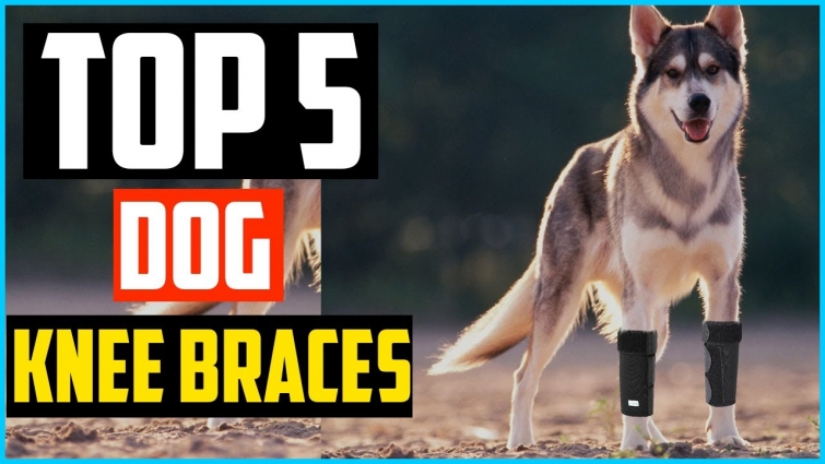 Top 5 Best Dog Knee Braces Review in 2020