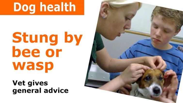 Dog stung by bee – Vet advice