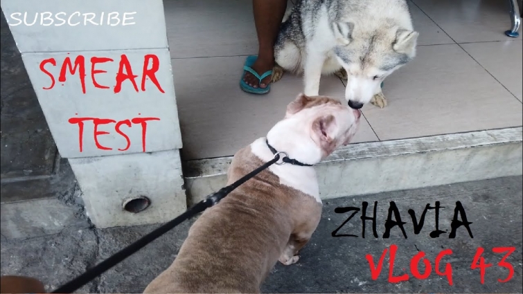 VET DAY SMEAR TEST ON MY AMERICAN BULLY DOG ZHAVIA | DON RAIDER VLOG 43
