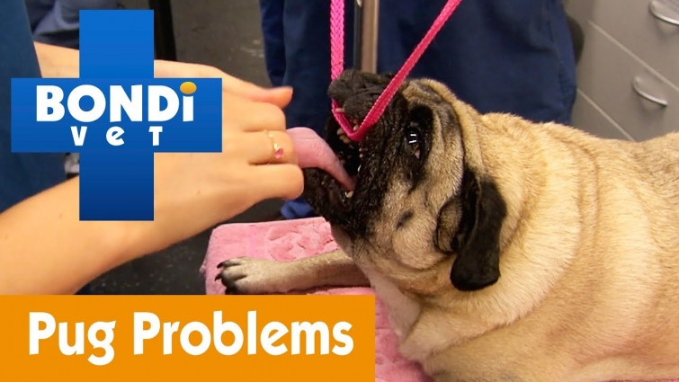How To See If Your Pug Isn't Breathing Properly | Pet Health