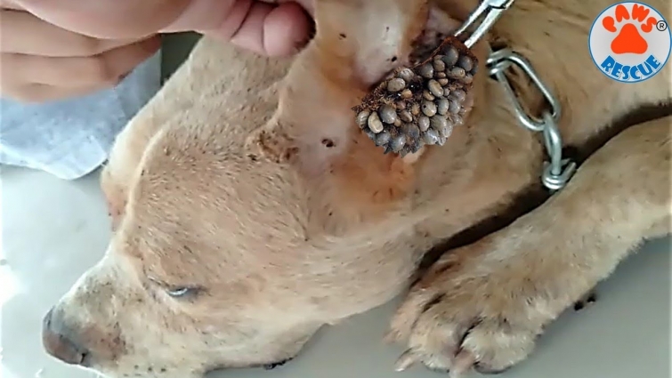 Rescue Abandoned Dog Removing Thousand Big Ticks