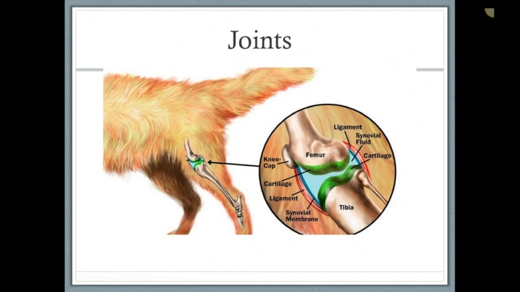 Canine Nutrition and Life Stage Nutrition (Veterinary Assistant Education)