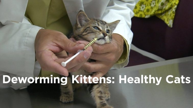 Deworming Kittens: How to have a Healthy Cat