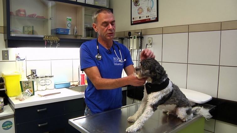 Tip Tuesday Video –  how to tell if your pets has mites or fleas