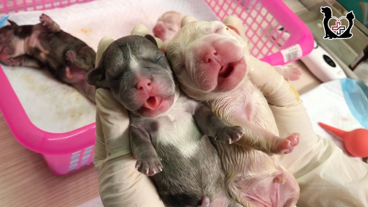 Cutest baby newborn puppies howling loudly asking for mom