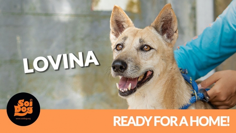 Lovina, a dog meat trade survivor and all-round sweetheart.