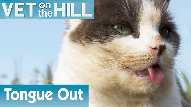 🐱 This Cat Always Has Its Tongue Out | FULL EPISODE | S02E09 | Vet On The Hill