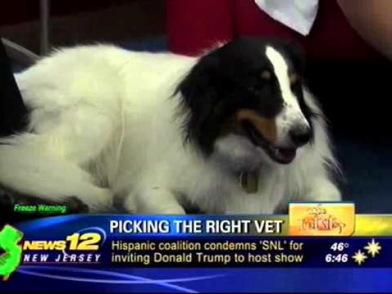 How to choose the right veterinarian for your pet