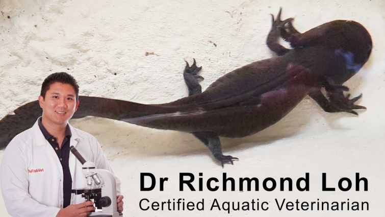 Axolotl won't eat. Fish Veterinarian Dr Loh treats an axolotl that stopped eating