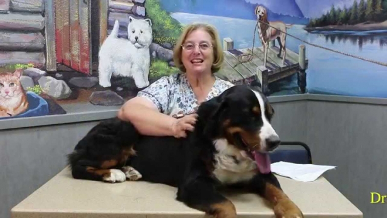 Best Veterinarian In Ahwatukee – Dr. Linda Elliot – Ahwatukee Commons Veterinary Hospital