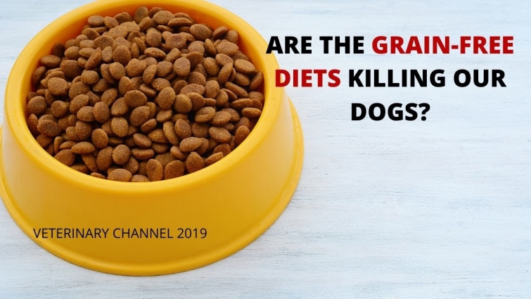 Veterinarian Explains The Role Of BEG Diets In Nutritional Dilated Cardiomyopathy In Dogs
