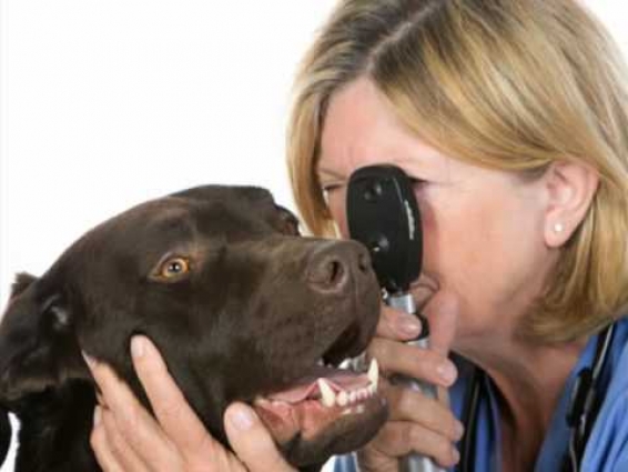 Charles E. London DVM, veterinarian, surgery, York, PA