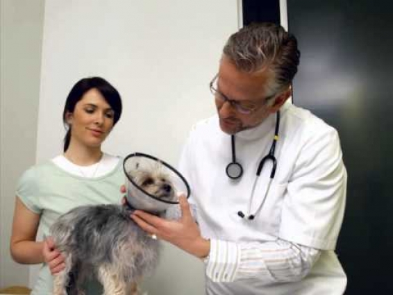 Towne and Country Veterinary Hospital, vet, veterinarian, Corning, NY